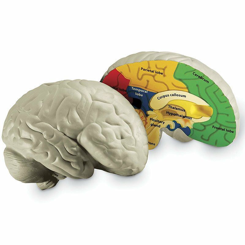 Piankowy, przekrojowy model mózgu. Learning Resours