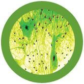 Neuron Komórka nerwowa Giant Microbes